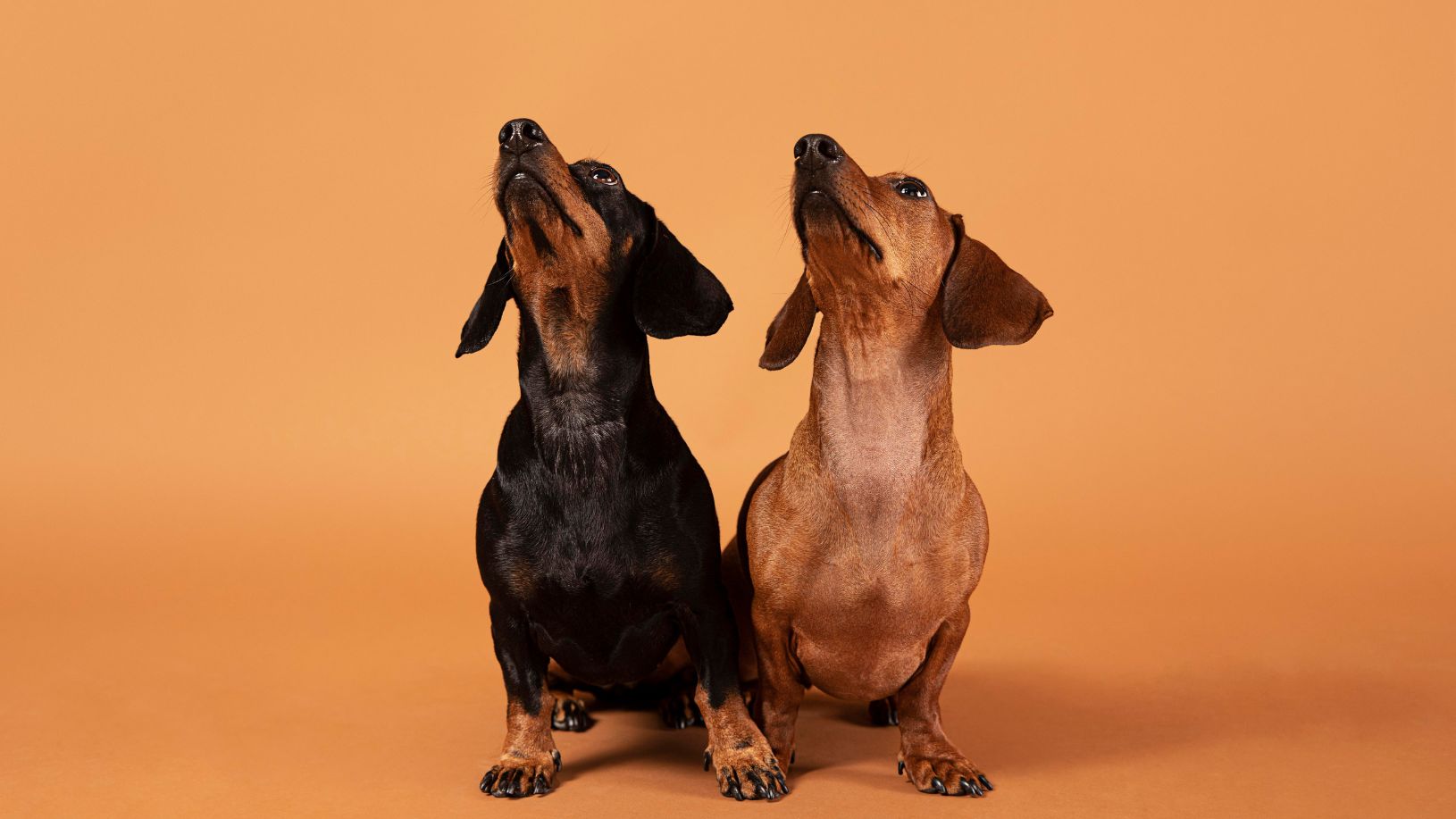 Dois cachorros salsicha lado a lado