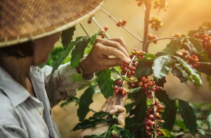 Café do Vietnam: um agricultor com um chapéu de palha colhe café vermelho