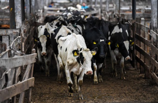 Imagem de vacas do gado da Argentina