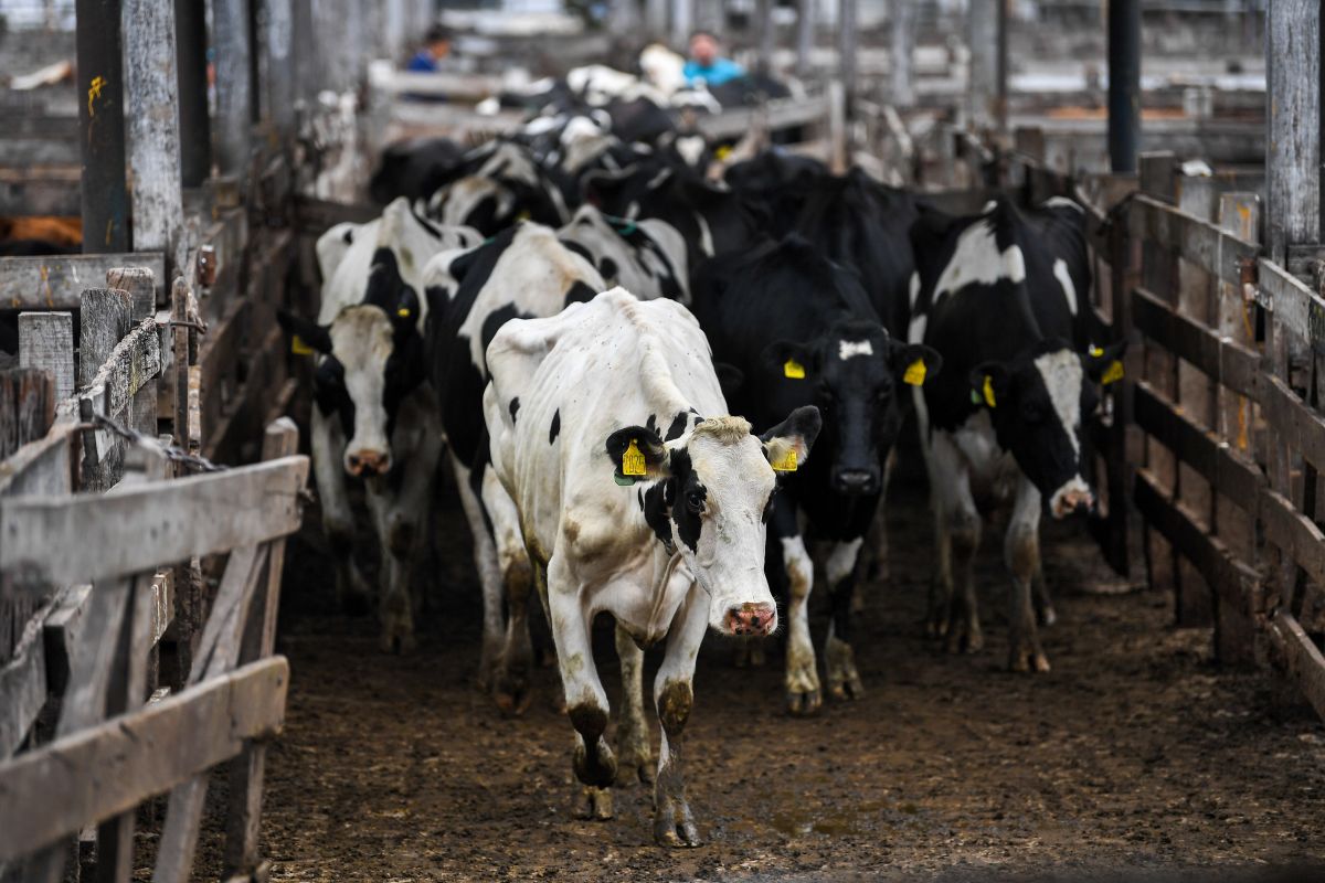 Imagem de vacas do gado da Argentina