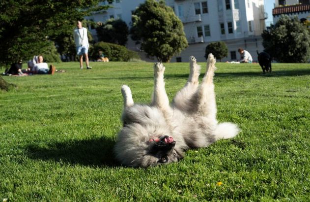 um cão branco está deitado em um gramado verde, de barriga para cima