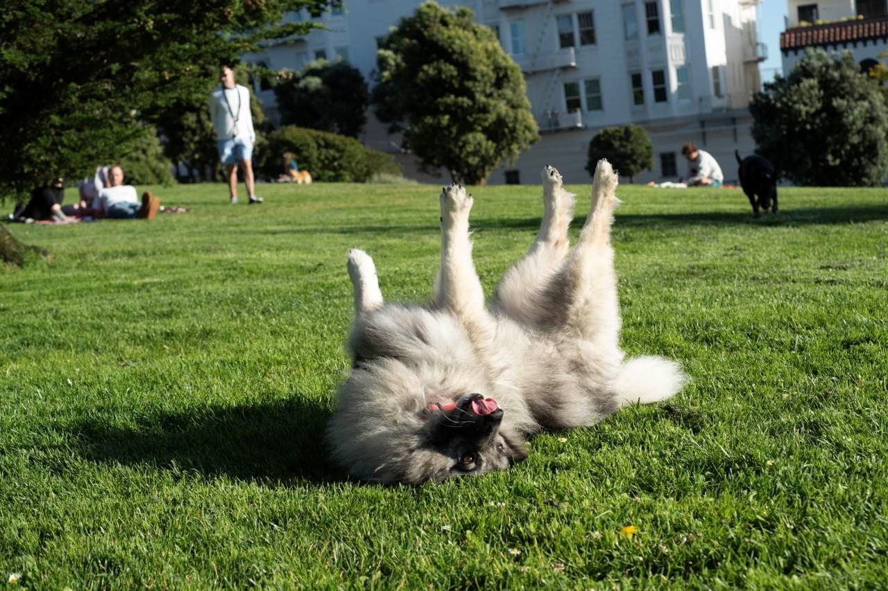 um cão branco está deitado em um gramado verde, de barriga para cima