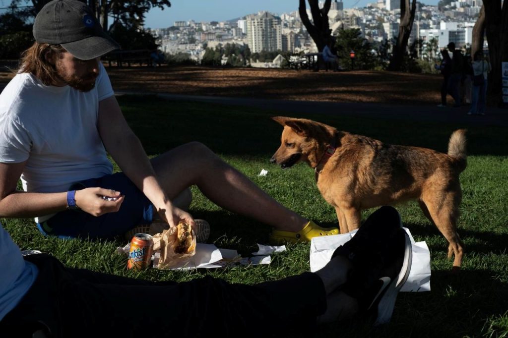 Um cão brinca com seu dono num parque em São Francisco nos Estados Unidos
