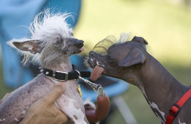 imposto de renda ir2026 PETALUMA, CA - JUNE 22: Rascal (L) a Chinese Crested dog meets Japanese Crested dog, Pee Wee Martini at the 2007 World's Ugliest Dog Contest June 22, 2007 in Petaluma, California. Pee Wee Martini, like many dogs in the contest was saved by one of many animal rescue organizations found across the country.