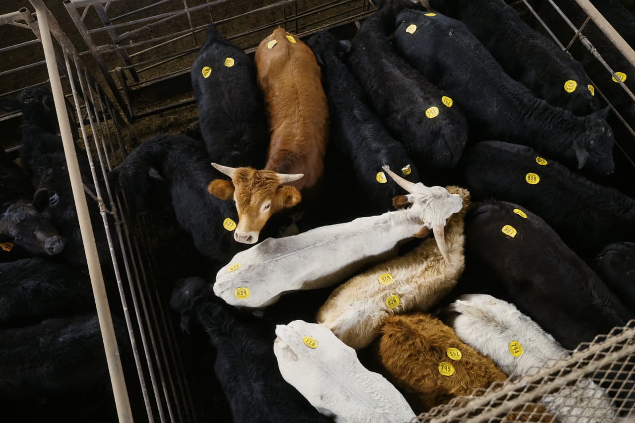 Criação de gado no Texas, Estados Unidos