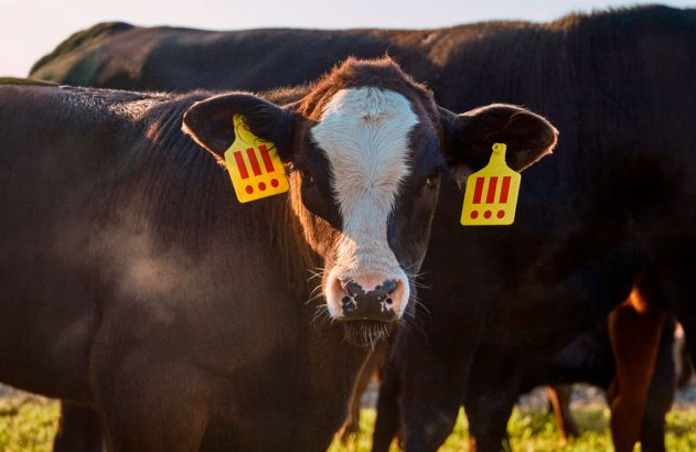 Vaca com etiquetas amarelas chamativas.