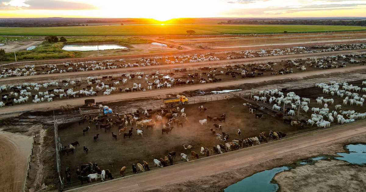 Júnior Friboi desiste de aquisição bilionária da Fazenda Conforto, maior confinamento do Brasil, após Cade rejeitar rito sumário e esticar prazo
