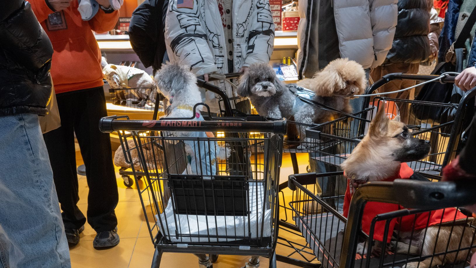China: país quer estimular gastos com pets, brinquedos e hobbies